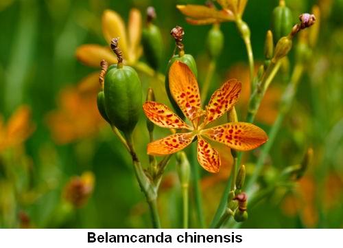 Belamcanda chinensis.jpg